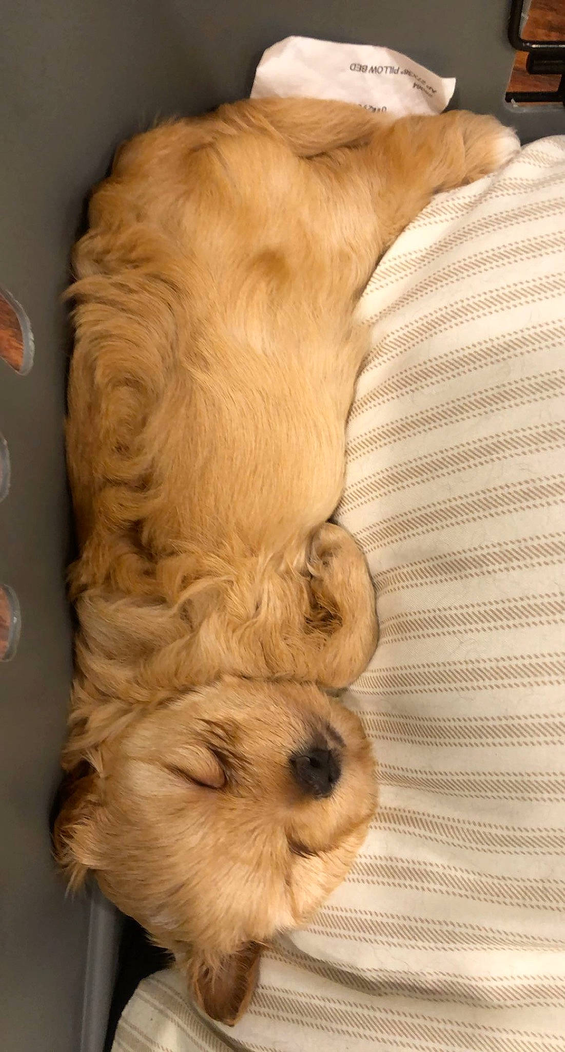 Roxie joined the competition — help win amazing prizes! canidae, carnivore, comfort, companion_dog, dog, dog_breed, dog_supply, fawn, fur, hardwood, liver, pet_supply, puppy, snout, sporting_group, tail, terrestrial_animal, whiskers, wood, working_animal