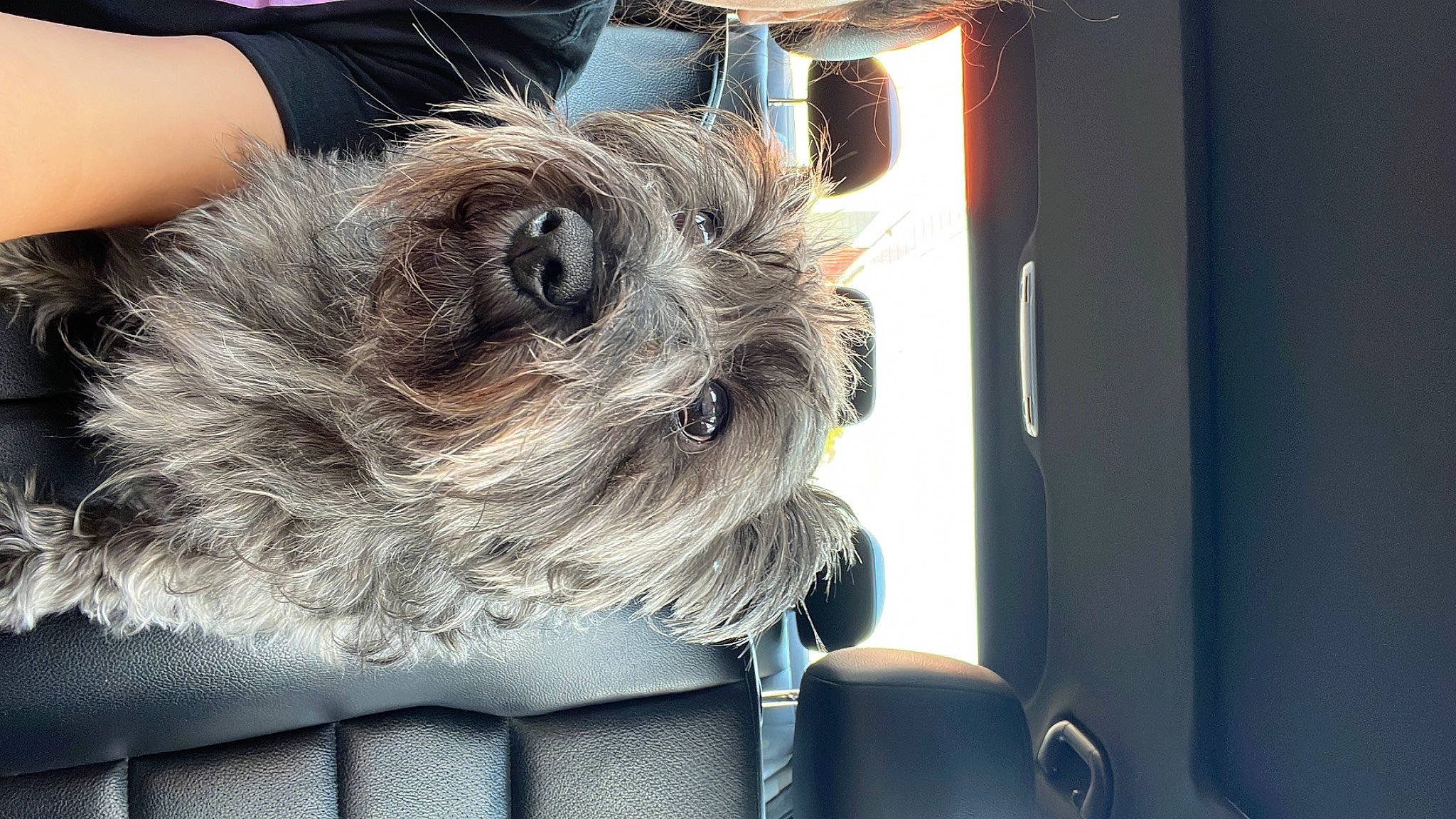 Princess joined the competition — help win amazing prizes! camera, canidae, carnivore, companion_dog, dog, dog_breed, eyewear, fashion_accessory, fawn, felidae, fur, paw, puppy_love, single_lens_reflex_camera, small_terrier, snout, sporting_group, terrier, toy_dog, working_animal