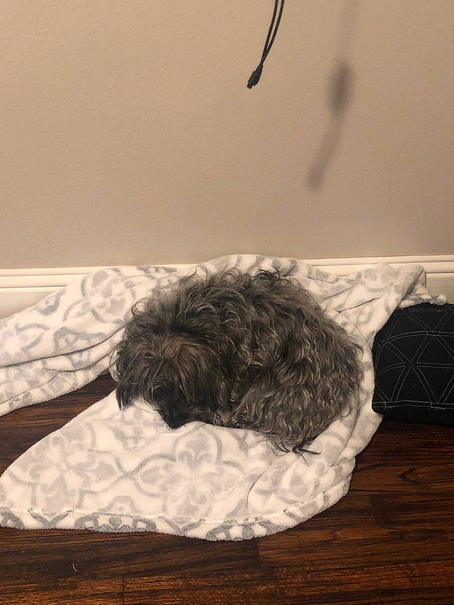 Princess joined the competition — help win amazing prizes! bed, bedding, black, canidae, carnivore, chair, comfort, dog_breed, flooring, fur, grey, hardwood, linens, monochrome, monochrome_photography, room, sporting_group, tail, tints_and_shades, wood