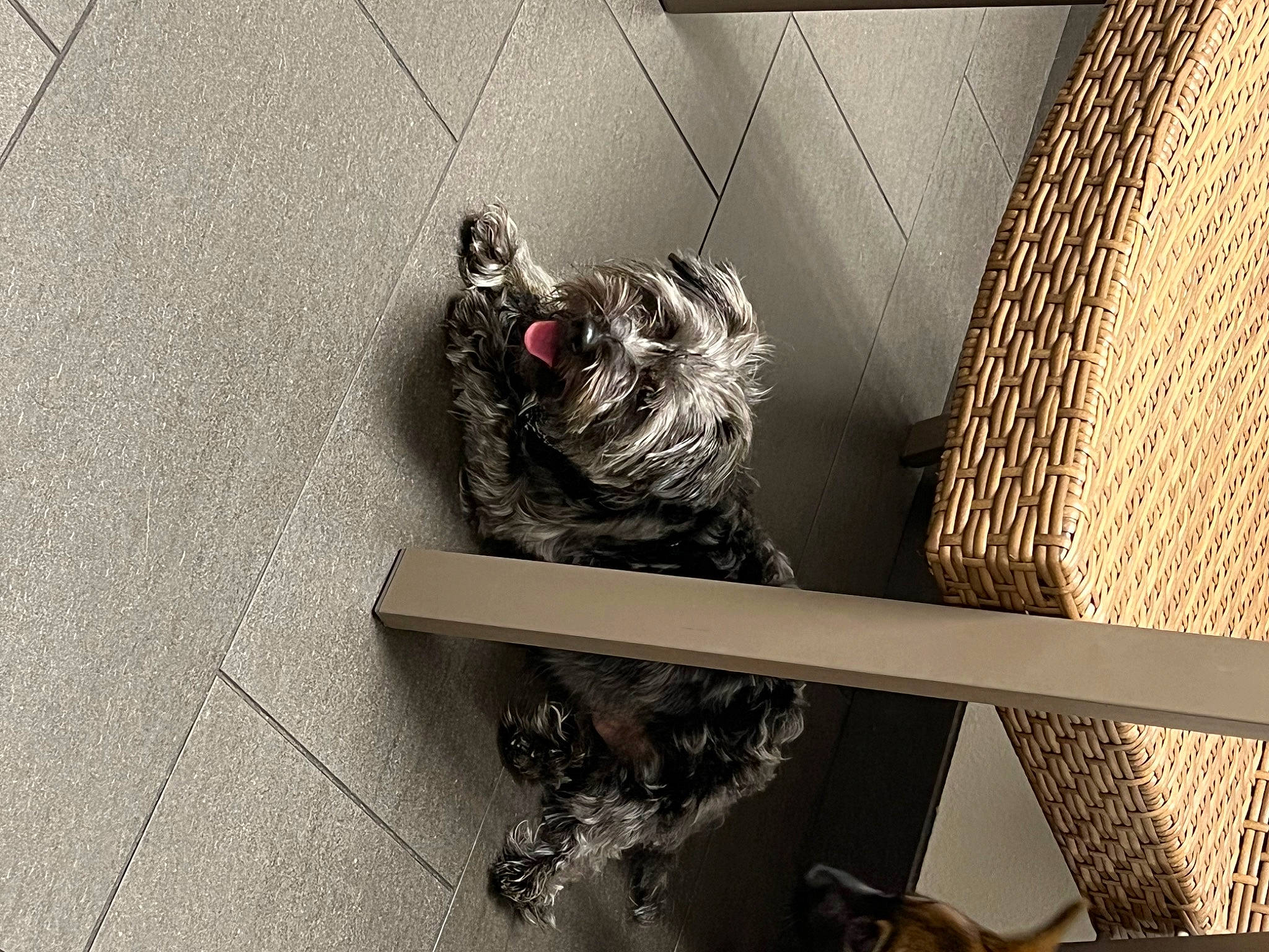 Princess joined the competition — help win amazing prizes! asphalt, cement, chair, concrete, feather, floor, flooring, fur, grey, metal, monochrome, monochrome_photography, road_surface, room, shadow, sidewalk, still_life_photography, tail, wing, wood