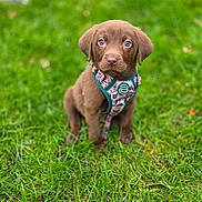 Luna joined the competition — help win amazing prizes! puppy, dog, brown, grass, outdoor, pet, animal, harness, young, cute, sitting, green, nature, portrait, fur, eyes, leash, background_blur, attention, adorable