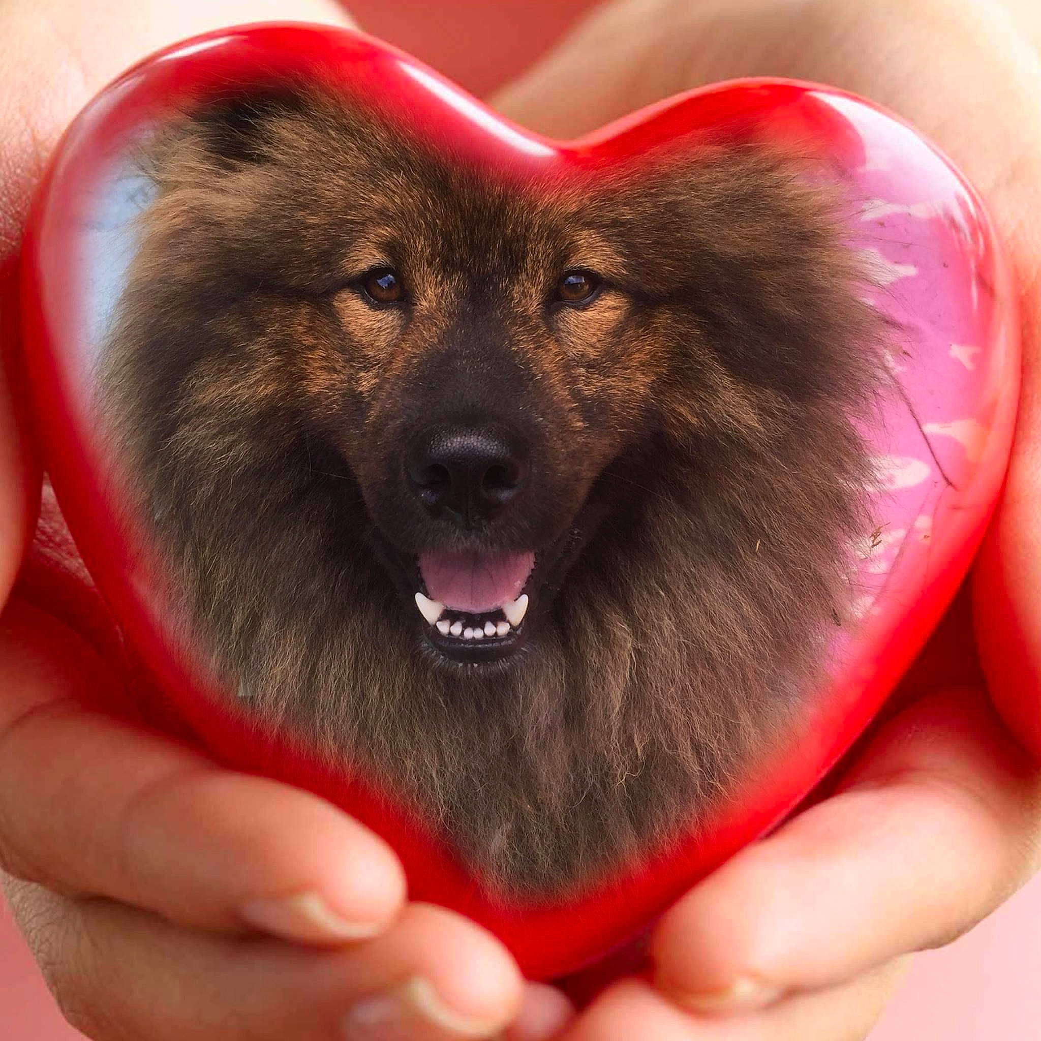 Molly participe au concours pour gagner de l'argent avec cette photo : canidae, carnivore, companion_dog, dog, dog_breed, ear, eye, fawn, finger, fur, gesture, happy, jaw, love, nail, paw, snout, sporting_group, thumb, whiskers