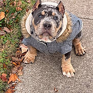 Bankroll joined the competition — help win amazing prizes! puppy, dog, coat, hood, sidewalk, grass, leaves, autumn, outdoor, pet, cute, fur, animal, young, sitting, portrait, small, ears, paws, expression