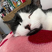 Peach joined the competition — help win amazing prizes! cat, sleeping, black_and_white, close_up, blanket, pink, indoor, cozy, fur, pet, whiskers, relaxed, resting, animal, domestic, cute, nose, ear, soft, home