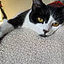 Peach is registered to the contest to win money with this photo: cat, black_and_white, golden_eyes, lying_down, paw, blanket, cozy, indoor, pet, fur, close_up, relaxed, whiskers, face, animal, soft_texture, resting, comfortable, home, feline