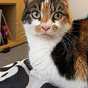 Candy is registered to the contest to win money with this photo: cat, calico, pet, animal, indoor, feline, whiskers, closeup, blanket, green_eyes, fur, ears, nose, home, cozy, curious, sitting, face, domestic, relaxed