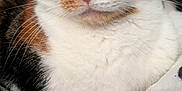 Candy joined the competition — help win amazing prizes! cat, calico_cat, close_up, green_eyes, pink_nose, fur, whiskers, pet, domestic_animal, relaxed, indoor, blanket, spotted_pattern, animal_face, cute, feline, soft_fur, resting, cozy, mammal