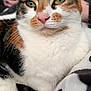 cat, calico_cat, close_up, green_eyes, pink_nose, fur, whiskers, pet, domestic_animal, relaxed, indoor, blanket, spotted_pattern, animal_face, cute, feline, soft_fur, resting, cozy, mammal
