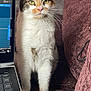 cat, calico_cat, feline, pet, indoor, couch, purple_couch, laptop, technology, wooden_drawer, furniture, whiskers, green_eyes, fur, curious, alert, domestic_animal, home, cozy, computer
