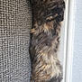 Lilith is registered to the contest to win money with this photo: cat, tortoiseshell, fluffy, carpet, indoor, relaxed, pet, fur, feline, resting, animal, cute, cozy, whiskers, ears, tail, sideways, home, texture, wall