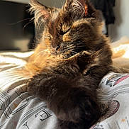 Lilith joined the competition — help win amazing prizes! cat, tortoiseshell, sleeping, fur, bed, blanket, sunlight, cozy, indoor, pet, animal, relaxed, closeup, whiskers, ears, paw, feline, home, resting, cute