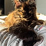 Lilith is registered to the contest to win money with this photo: cat, tortoiseshell, fluffy, paw, bedspread, sunlight, indoor, pet, feline, relaxed, closeup, animal, mammal, portrait, cute, whiskers, ears, sleepy, cozy, home