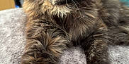 Lilith is registered to the contest to win money with this photo: cat, tortoiseshell, fluffy, indoor, blanket, furniture, dresser, pet, animal, cozy, relaxed, paw, curious, amber_eyes, resting, feline, home, soft, fur, portrait