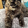 cat, tortoiseshell, fluffy, indoor, blanket, furniture, dresser, pet, animal, cozy, relaxed, paw, curious, amber_eyes, resting, feline, home, soft, fur, portrait