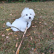 Abbie a rejoint le concours — aidez-le/la à gagner de superbes lots ! animal, autumn_leaves, calm, canine, companion, cute, daylight, dog, fur, grass, greenery, leash, nature, outdoor, pet, playful, sitting, small_dog, white_dog, yard