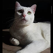 Olaf a rejoint le concours — aidez-le/la à gagner de superbes lots ! animal, calm, cat, close_up, cute, domestic_cat, feline, floor, fur, green_eyes, indoor, laying_down, natural_light, paw, pet, portrait, relaxed, shadow, whiskers, white_cat