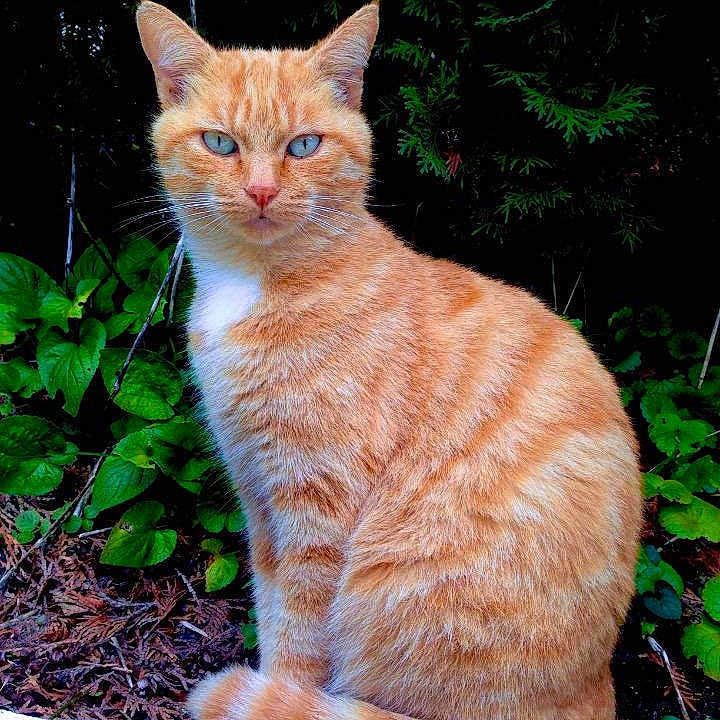 Pepsie