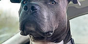 Trip joined the competition — help win amazing prizes! dog, canine, pet, portrait, gray_dog, collar, indoor, car, vehicle_interior, closeup, animal, mammal, ears, nose, fur, domestic_animal, seat, window, expression, cute