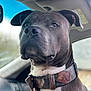dog, canine, pet, portrait, gray_dog, collar, indoor, car, vehicle_interior, closeup, animal, mammal, ears, nose, fur, domestic_animal, seat, window, expression, cute