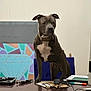 Trip is registered to the contest to win money with this photo: dog, desk, tools, marker, mouse, cable, chair, artwork, geometric, colorful, indoor, pet, brown_dog, collar, wooden_desk, stationery, office, background, focused, animal
