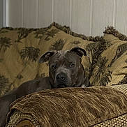 Trip joined the competition — help win amazing prizes! dog, couch, indoor, brown, pet, relaxed, furniture, pillow, canine, living_room, home, resting, animal, ears, snout, comfort, texture, wall, decor, seat