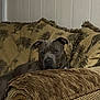 dog, couch, indoor, brown, pet, relaxed, furniture, pillow, canine, living_room, home, resting, animal, ears, snout, comfort, texture, wall, decor, seat