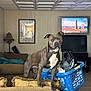 Trip is registered to the contest to win money with this photo: dog, living_room, laundry_basket, clothes, couch, lamp, television, picture_frame, floor, wall, ceiling, home_interior, furniture, pet, brown_dog, white_chest, collar, indoor, relaxed, household