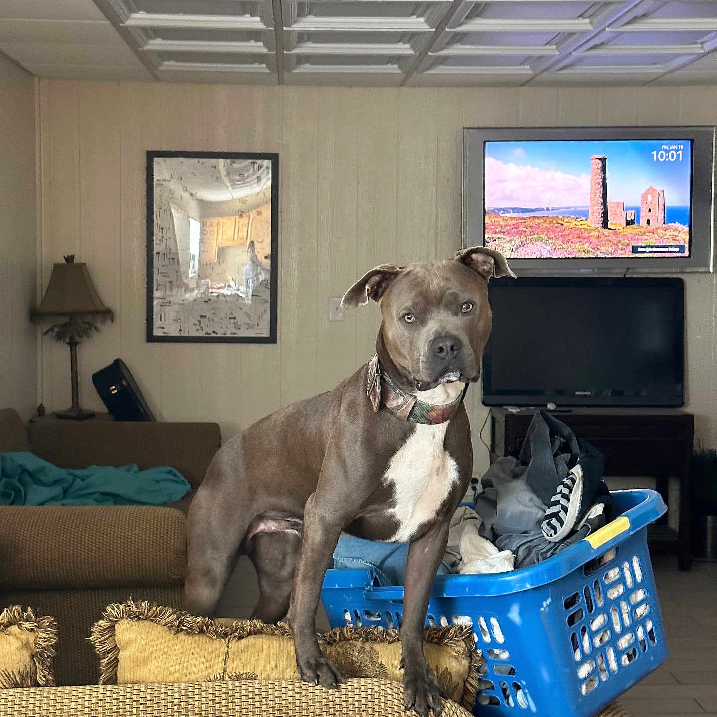 Trip is registered to the contest to win money with this photo: brown_dog, ceiling, clothes, collar, couch, dog, floor, furniture, home_interior, household, indoor, lamp, laundry_basket, living_room, pet, picture_frame, relaxed, television, wall, white_chest