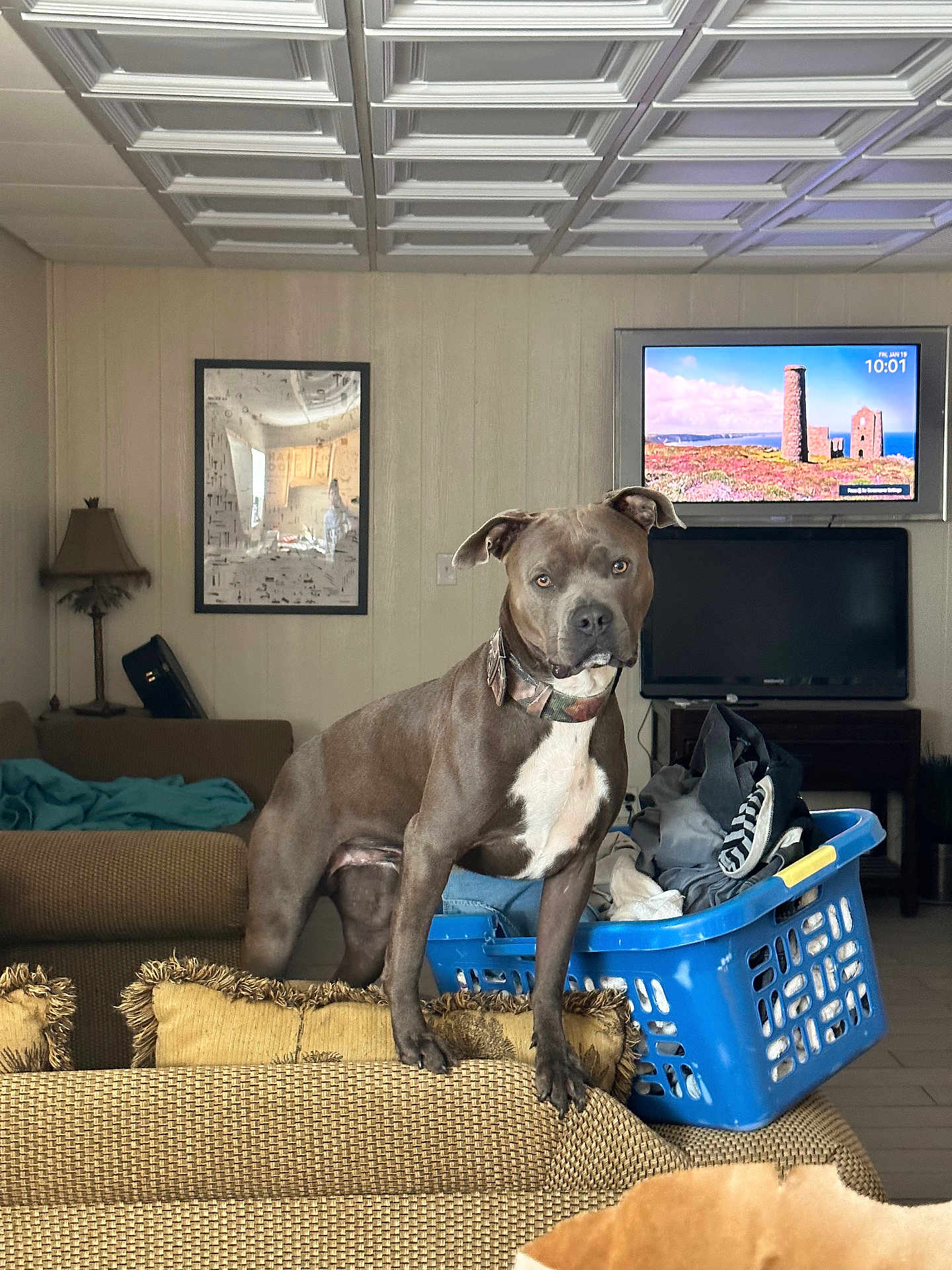 Trip is registered to the contest to win money with this photo: dog, living_room, laundry_basket, clothes, couch, lamp, television, picture_frame, floor, wall, ceiling, home_interior, furniture, pet, brown_dog, white_chest, collar, indoor, relaxed, household