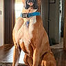 Scout joined the competition — help win amazing prizes! animal, blanket, boxer, brown, canine, collar, dog, doorway, ears, floor, furniture, home, indoor, looking, pet, portrait, sitting, tag, white, wood