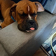 Scout joined the competition — help win amazing prizes! animal, brown_dog, canine, close_up, collar, couch, dog, ears, fur, furniture, home, indoor, muzzle, paw, pet, relaxed, resting, sleeping, tongue_out, wood_floor