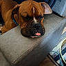 animal, brown_dog, canine, close_up, collar, couch, dog, ears, fur, furniture, home, indoor, muzzle, paw, pet, relaxed, resting, sleeping, tongue_out, wood_floor