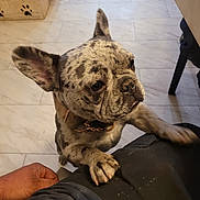 Nevada joined the competition — help win amazing prizes! dog, french_bulldog, indoor, tile_floor, pet_bowl, paws, person, lap, fur, ears, collar, brown, black, white, pet, animal, cute, looking_up, affection, home