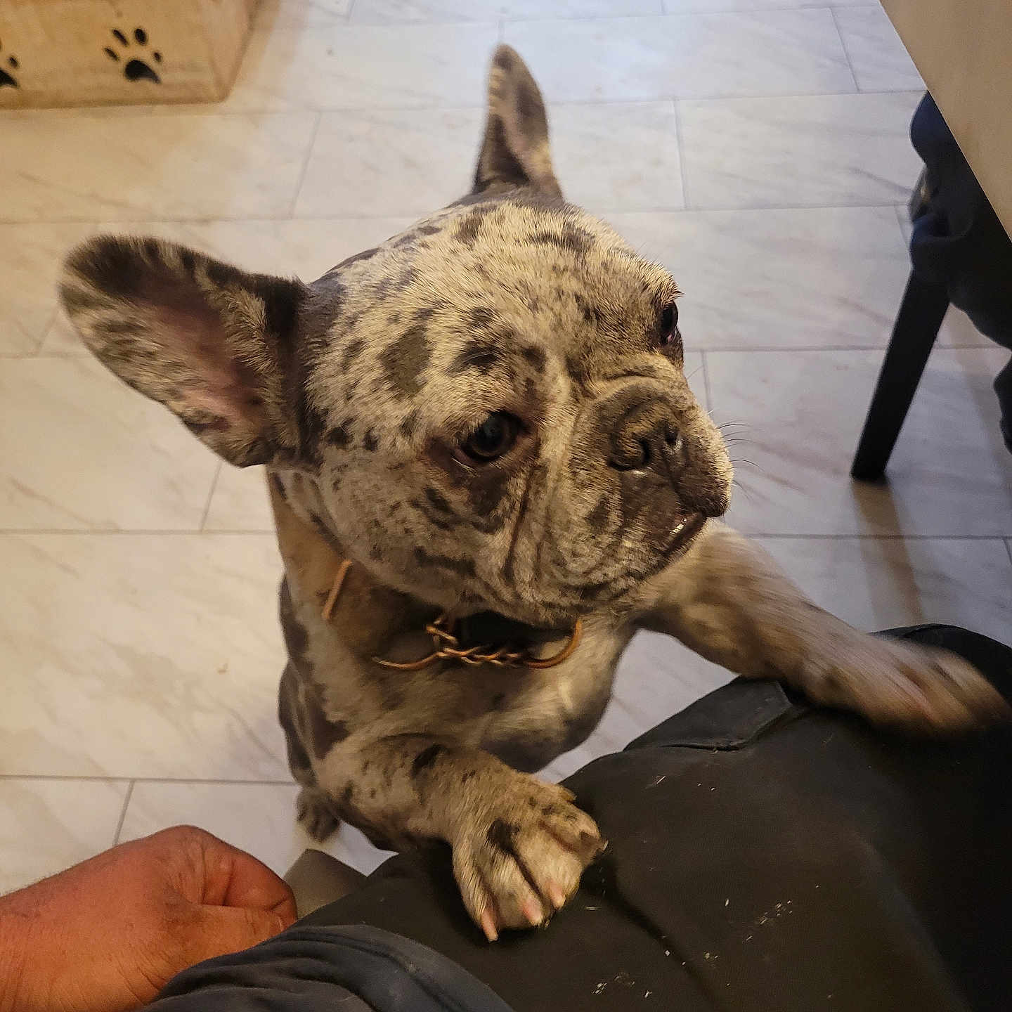 Nevada joined the competition — help win amazing prizes! affection, animal, black, brown, collar, cute, dog, ears, french_bulldog, fur, home, indoor, lap, looking_up, paws, person, pet, pet_bowl, tile_floor, white