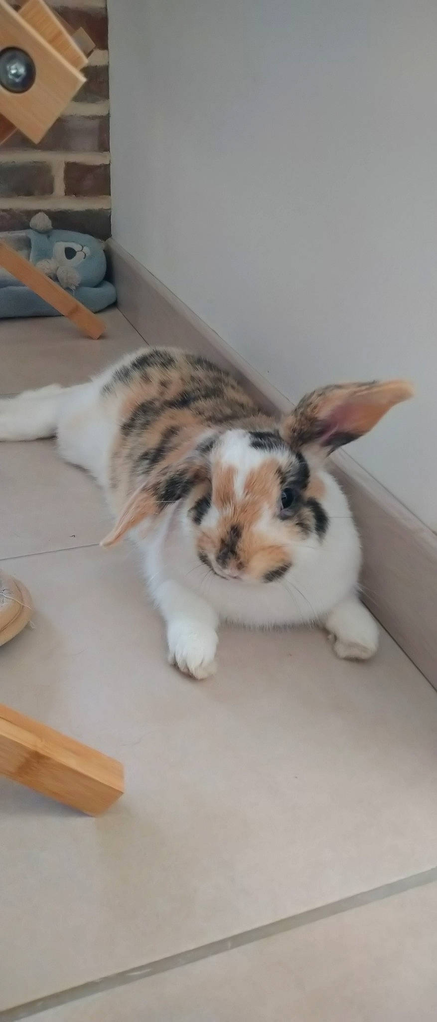 Pilou participe au concours pour gagner de l'argent avec cette photo : domestic_rabbit, ear, fawn, mammal, rabbit, rabbits_and_hares, tail, whiskers