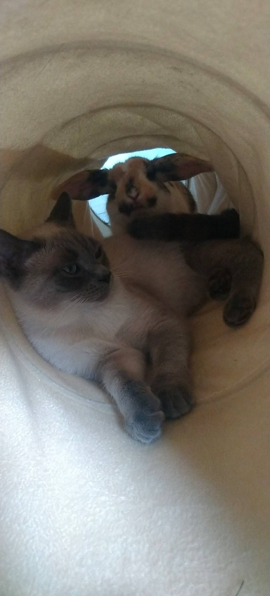 Pilou a rejoint le concours — aidez-le/la à gagner de superbes lots ! balinese, birman, burmese, canidae, carnivore, cat, dog_breed, fawn, felidae, himalayan, kitten, paw, ragdoll, siamese, small_to_medium_sized_cats, snowshoe, thai, tonkinese, whiskers