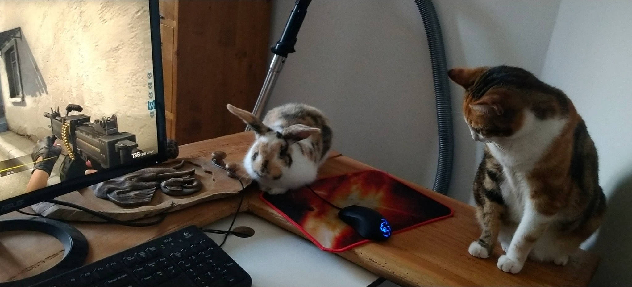 Pilou a rejoint le concours — aidez-le/la à gagner de superbes lots ! aegean_cat, american_shorthair, american_wirehair, asian, carnivore, cat, domestic_short_haired_cat, european_shorthair, felidae, kitten, paw, singapura, small_to_medium_sized_cats, whiskers