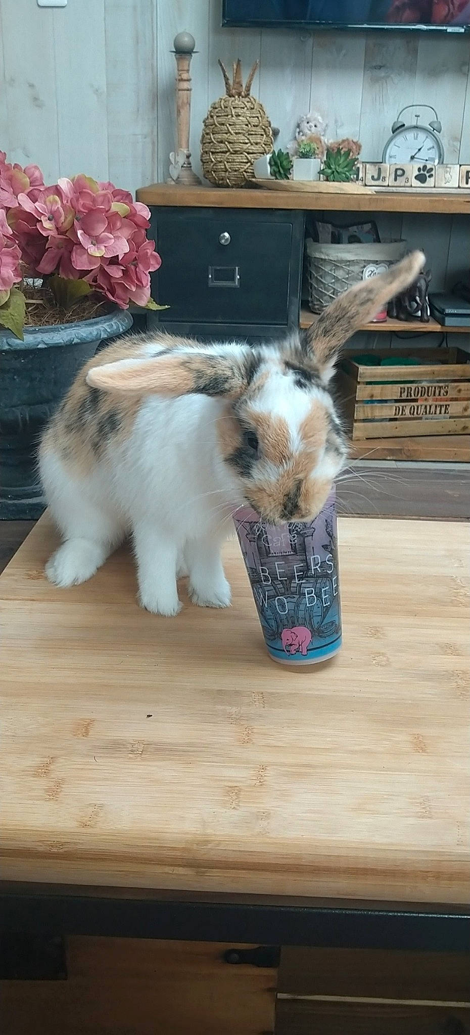 Pilou a rejoint le concours — aidez-le/la à gagner de superbes lots ! angora_rabbit, domestic_rabbit, ear, fawn, rabbit, rabbits_and_hares