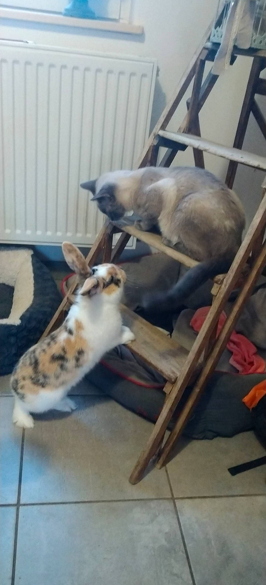 Pilou a rejoint le concours — aidez-le/la à gagner de superbes lots ! canidae, carnivore, cat, dog_breed, fawn, felidae, kitten, small_to_medium_sized_cats, whippet, whiskers