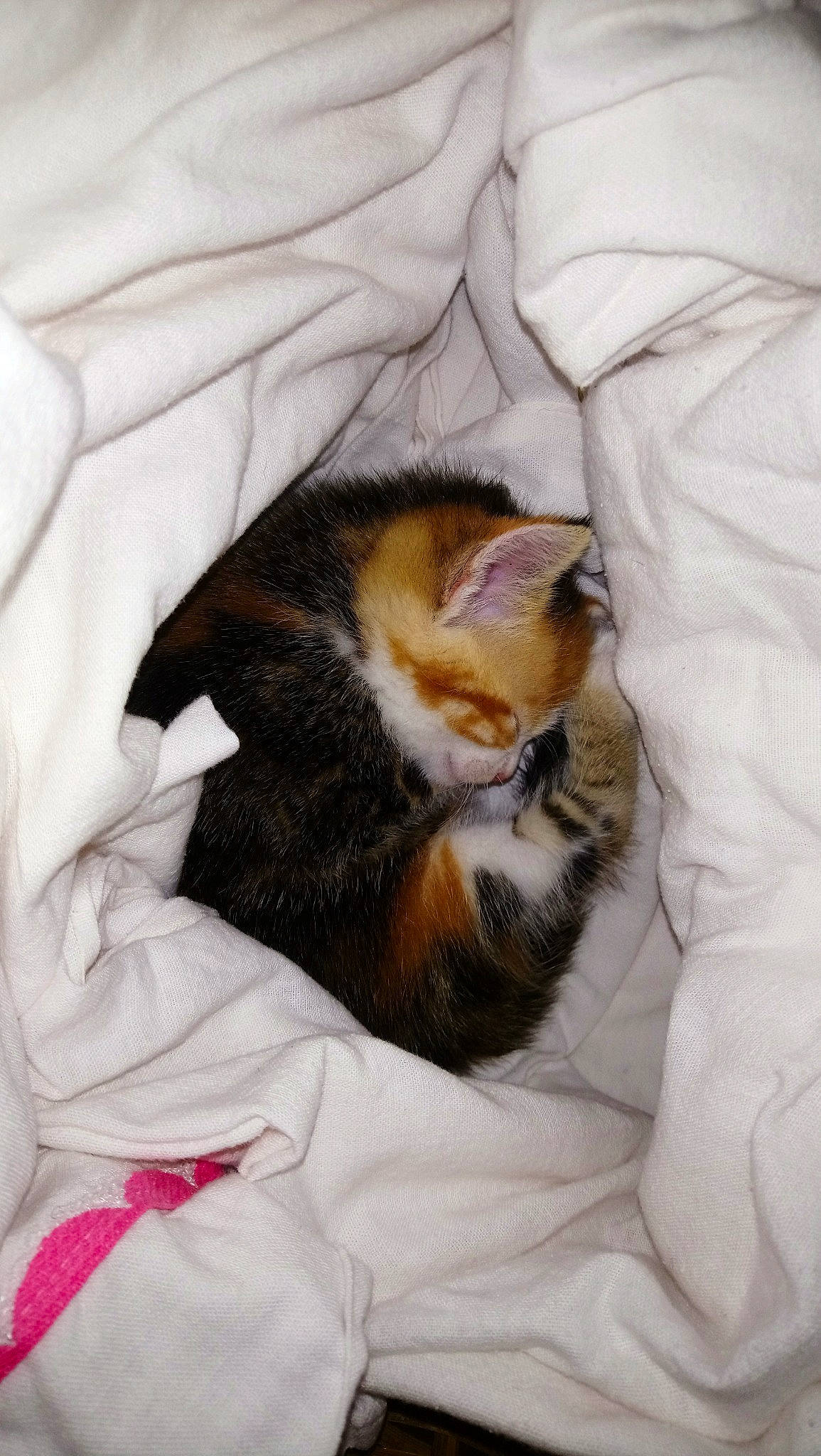 Ruby a rejoint le concours — aidez-le/la à gagner de superbes lots ! carnivore, cat, ear, felidae, fur, kitten, nap, sleep, small_to_medium_sized_cats, whiskers