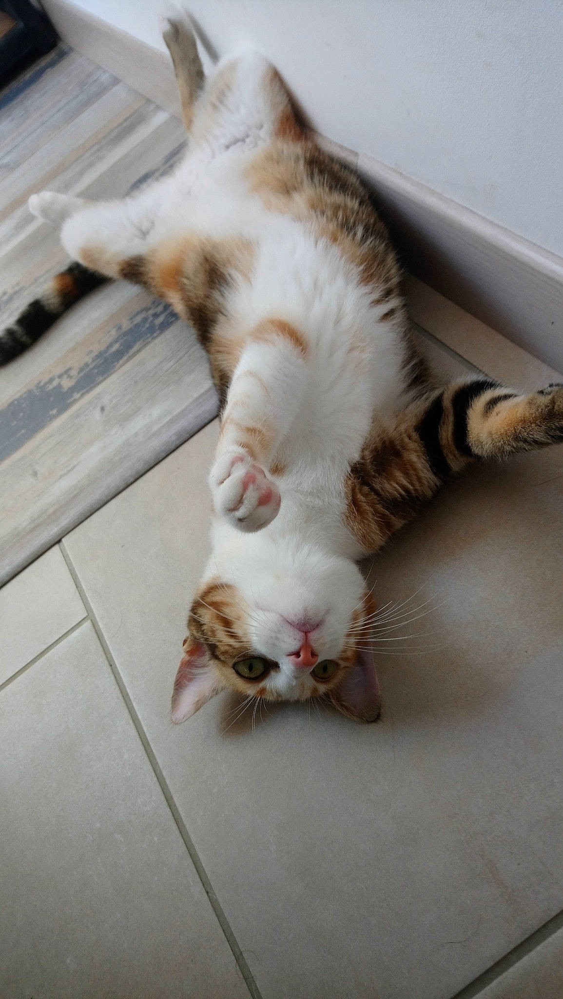 Ruby a rejoint le concours — aidez-le/la à gagner de superbes lots ! aegean_cat, carnivore, cat, claw, domestic_short_haired_cat, european_shorthair, felidae, fur, kitten, norwegian_forest_cat, paw, polydactyl_cat, small_to_medium_sized_cats, tabby_cat, tail, turkish_van, whiskers