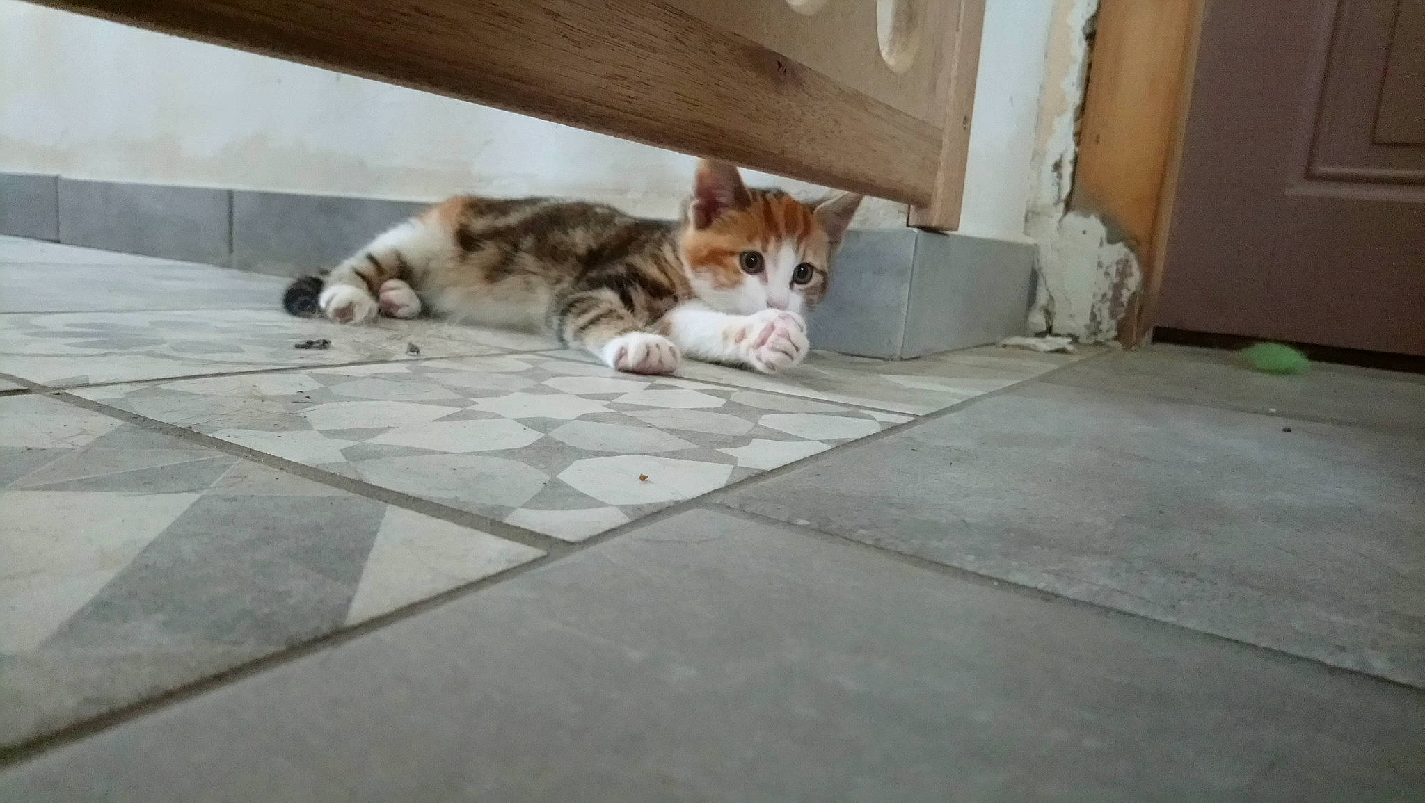 Ruby participe au concours pour gagner de l'argent avec cette photo : aegean_cat, arabian_mau, carnivore, cat, domestic_short_haired_cat, european_shorthair, fawn, felidae, floor, flooring, kitten, polydactyl_cat, small_to_medium_sized_cats, snout, tail, tile, whiskers