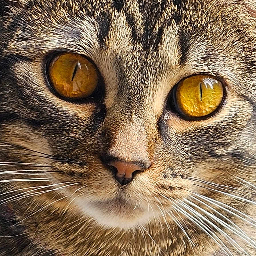 Katniss