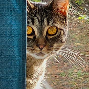 Katniss joined the competition — help win amazing prizes! cat, tabby_cat, curious, peeking, window, curtain, whiskers, outdoor, sunlight, nature, greenery, animal, pet, feline, closeup, portrait, indoor, yellow_eyes, face, fur