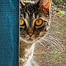 cat, tabby_cat, curious, peeking, window, curtain, whiskers, outdoor, sunlight, nature, greenery, animal, pet, feline, closeup, portrait, indoor, yellow_eyes, face, fur