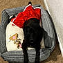 dog, black_dog, dog_bed, red_skirt, stuffed_toy, carpet, wall, indoor, pet, animal, cozy, resting, toy, fabric, comfort, fur, cute, playful, relaxed, home