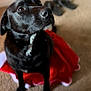 dog, black_dog, pet, carpet, indoor, animal, red_clothing, costume, canine, furry, sitting, looking_away, floor, domestic, cute, fur, ears, nose, whiskers, portrait