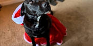 Poptart joined the competition — help win amazing prizes! dog, black_dog, pet, animal, indoor, carpet, costume, holiday, santa_outfit, red, white, fur, cute, looking_away, mammal, domestic_animal, portrait, sitting, indoors, christmas