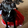 dog, black_dog, pet, animal, indoor, carpet, costume, holiday, santa_outfit, red, white, fur, cute, looking_away, mammal, domestic_animal, portrait, sitting, indoors, christmas