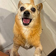 Scraps joined the competition — help win amazing prizes! animal, canine, close_up, cute, dog, domestic, excited, eyes, friendly, fur, happy, indoor, looking_up, mouth_open, paw, pet, playful, small_dog, tail, tile_floor